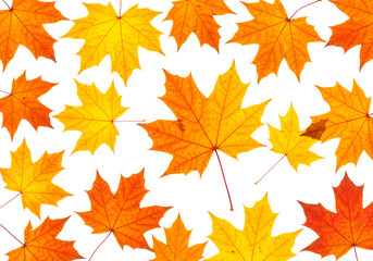 Obraz premium Vibrant yellow and orange autumn maple leaves are scattered in a beautiful seasonal pattern, showcasing the detailed texture and rich colors of fall foliage in a top-down view