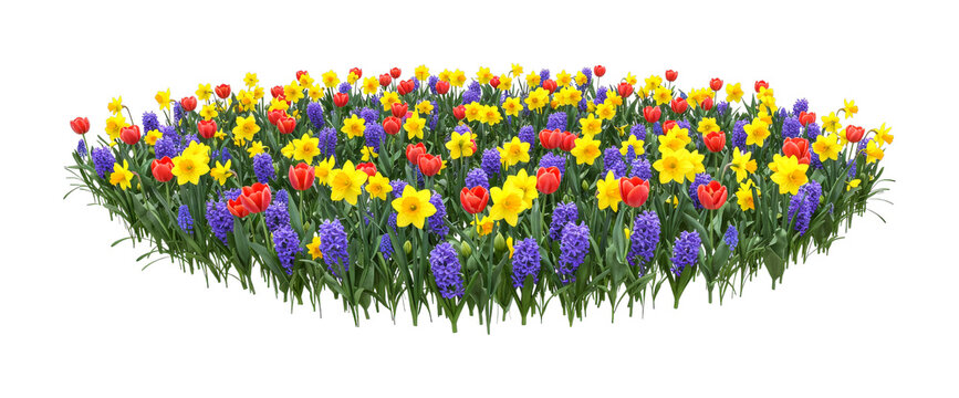 Vibrant flower bed of red tulips, yellow daffodils, and purple hyacinths blooming together in a colorful spring arrangement with lush green stems and leaves - Powered by Adobe