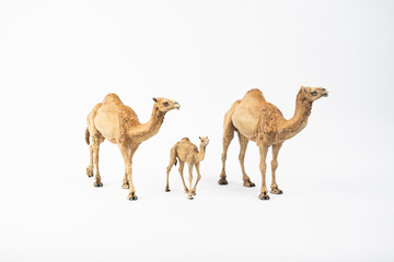 camel on isolated background