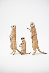 meerkat on isolated background