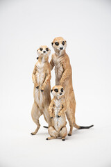 meerkat on isolated background