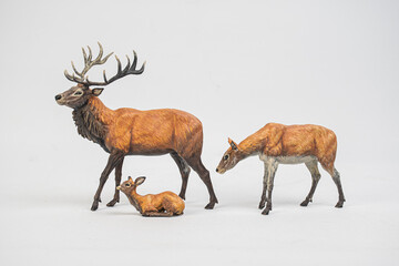 red deer on isolated background .