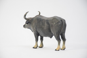 buffalo on isolated background