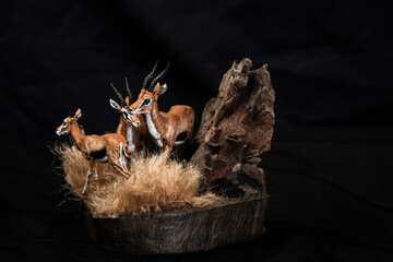Thomson's gazelle animal on isolated background