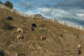 Obraz premium Landscape with grazing cattle on a gentle hillside under a wooden fence and cloudy sky, peaceful rural scene featuring livestock and open space