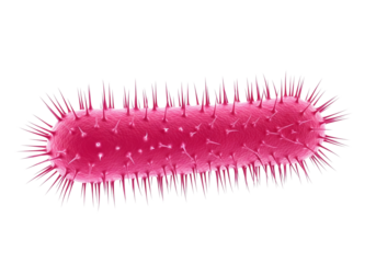Detailed microscopic illustration of a spiky, rod-shaped gram-positive bacterium for scientific study and research. Isolated on transparent background.
