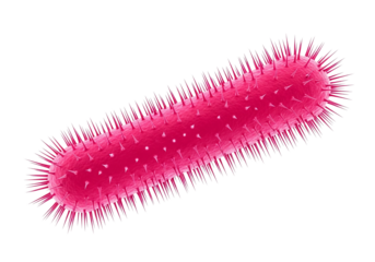 Detailed microscopic illustration of a vibrant pink gram-positive bacterium. Pathogen with fimbriae, isolated on transparent background for biomedical research.