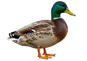 Vibrant male mallard duck standing elegantly with striking green head, brown body, and yellow bill, detailed studio photograph isolated on transparent background.