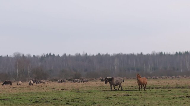 Wild tarpan horses in the wild in autumn

