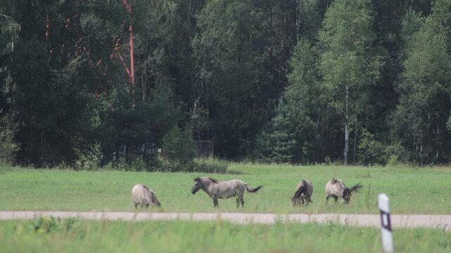 Wild tarpan horses in the wild in autumn
