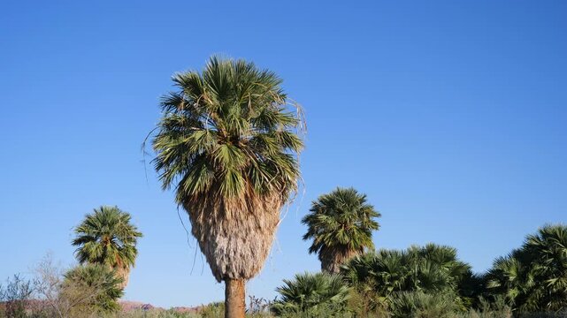 Palm trees blow in the wind at Blue Point Springs, a dried-up natural spring in the Mojave desert within the Lake Mead National Recreation Area in Nevada