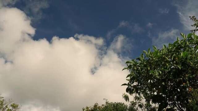 Afternoon clouds passing behind the canopy of the trees, in a farm in thee astern Andean mountains of central Colombia, near the Iguaque natural reserve.