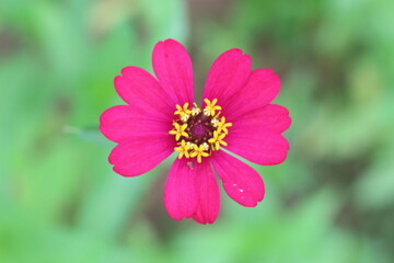 Beautiful zinnias in the garden