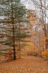 Fototapeta premium autumn forest path covered in leaves