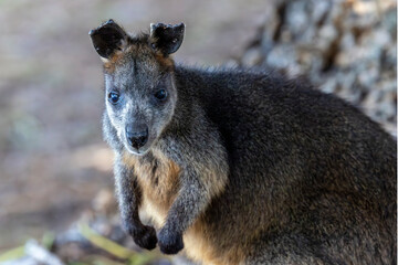 Naklejka premium Australian Male Swamp Wallaby with damaged ears due to territorial fighting amongst males