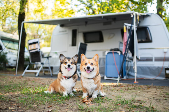 Two Corgi Dogs Posing Outdoors in Front of a Camping Caravan