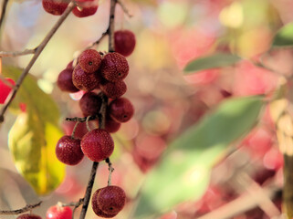 晴れた12月に赤く実ったアキグミ