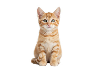 Ginger Kitten Sitting on White Background