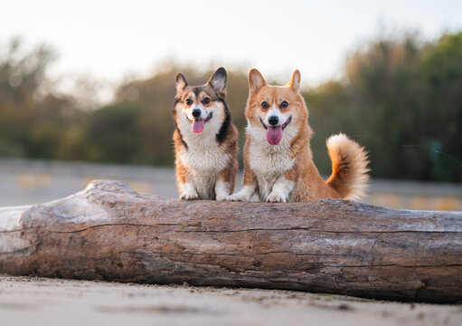 Two Happy Corgi Dogs Posing on a Rock by the Sea on a Beach