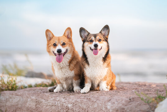 Two Happy Corgi Dogs Posing on a Rock by the Sea on a Beach