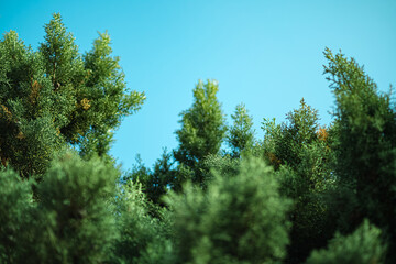 Vibrant green pine tree foliage reaches toward the clear cerulean sky. Lush capturing the immense natural depth through selective focus. Ideal for sustainable branding. Selective focus.