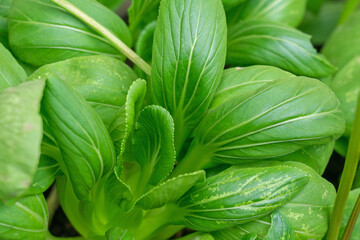 Obraz premium Fresh Green Mustard Leaf Cluster (Brassica rapa) in Garden Setting
