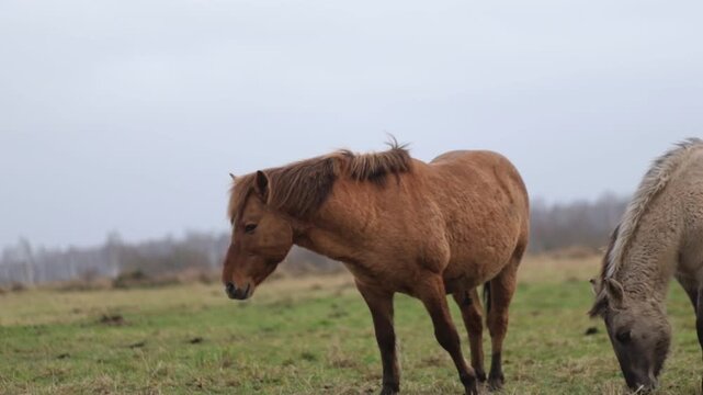 Wild tarpan horses in the wild in autumn
