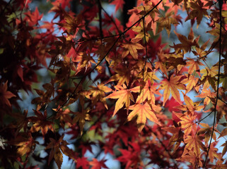 12月に色付いたモミジ