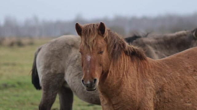 Wild tarpan horses in the wild in autumn
