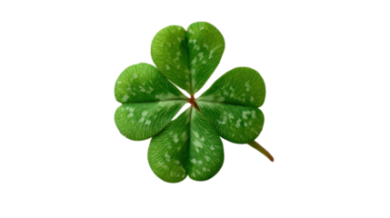 Four leaf clover showing green leaves, symbolizing good luck, prosperity, and a lucky charm. Transparent background