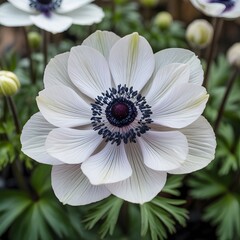 Delicate White Anemone Flower Close-Up with Dark Center and Soft Natural Background
