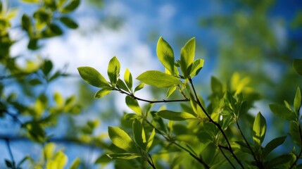 Fototapeta premium Bright green leaves are seen growing on branches in a natural setting. The sky is blue with some clouds on a sunny day during the spring season.