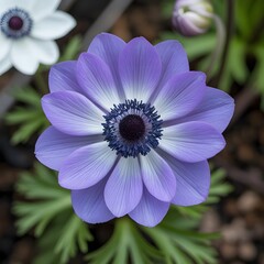 Delicate White Anemone Flower Close-Up with Dark Center and Soft Natural Background
