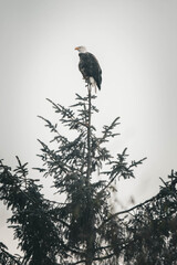 Bald Eagle Perched on Top of Tall Pine Tree in Misty Sky