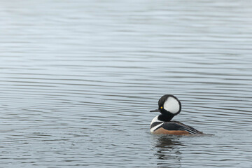 Hooded Merganser Duck Swimming on Calm Water
