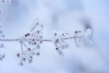 Dry wildflower branch in hoarfrost in snowy winter garden.