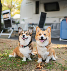 Two Corgi Dogs Posing Outdoors in Front of a Camping Caravan