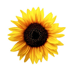Blooming sunflower