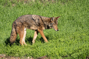 Wild coyote searching tall grass for birds and small rodents.  Photo taken at Griffith Park in Los Angeles California.  