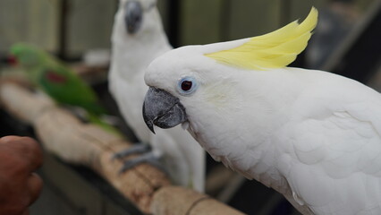 Close-up of a sulphur-crested cockatoo perched in an aviary, showing its bright yellow crest and detailed feathers. Ideal for wildlife, exotic birds, and nature themes.