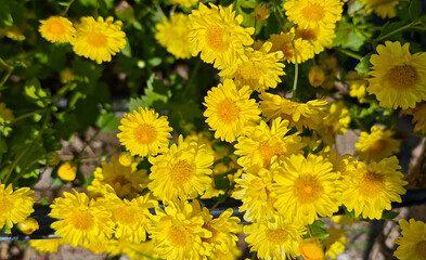 Yellow Chrysanthemum flowers in the garden