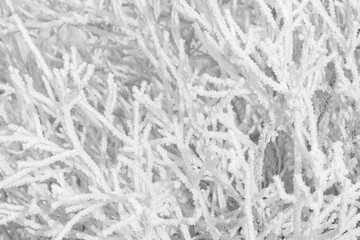 Snowy frozen white branches of the bush in the winter park.
