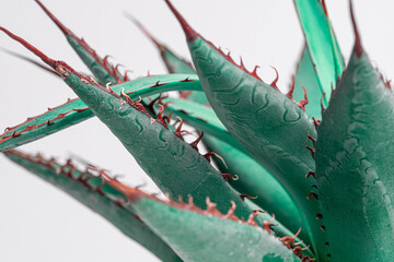 Agave house plant succulent cactus macro