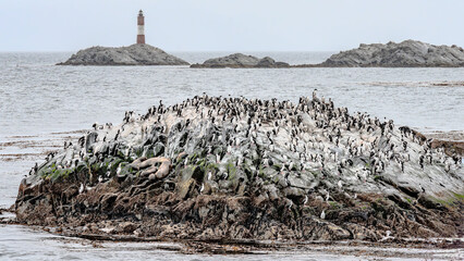 Cormorants on an Islet in Tierra del Fuego Near Ushuaia Argentina