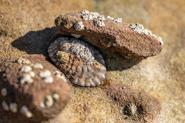 Lottia gigantea (owl limpet) with Chthamalus dalli ( little brown barnacle) , family Chthamalidae. Heisler Park, Laguna Beach, Orange County, California, United States. Pacific Ocean. coastal terrace
