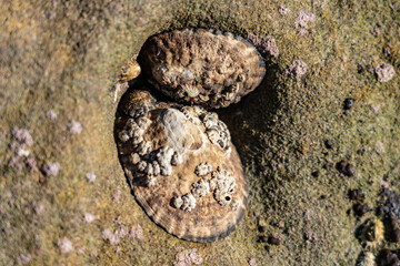 Lottia gigantea (owl limpet) with Chthamalus dalli ( little brown barnacle) , family Chthamalidae. Heisler Park, Laguna Beach, Orange County, California, United States. Pacific Ocean. coastal terrace

