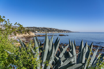 Agave americana, commonly known as the century plant, maguey, or American aloe. Heisler Park, Laguna Beach is a city in Orange County, California, United States. Pacific Ocean. coastal terrace

