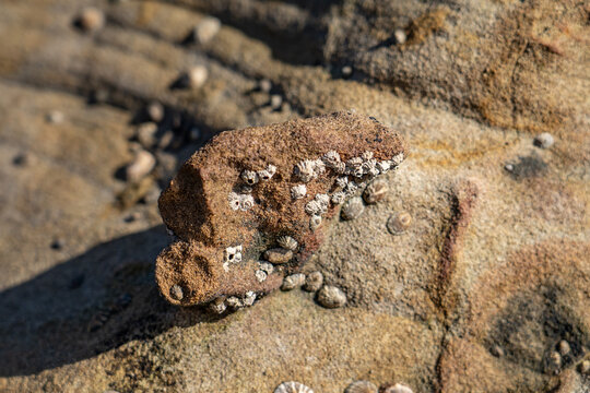 Chthamalus dalli, commonly known as the little brown barnacle, family Chthamalidae. Heisler Park, Laguna Beach is a city in Orange County, California, United States. Pacific Ocean. coastal terrace
