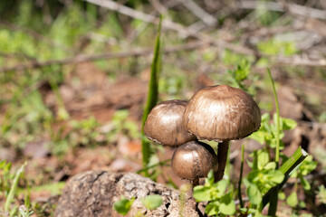 tres hongos de difrenetes tañamos de un color cafe dorado en medio del campo en un día muy soleado