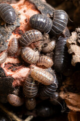cuesco de palta invadido de chanchitos de tierra, diversos tamaños y tonalidad de chanchitos de tierra que se alimentan de un cuesco de palta en descomposición
